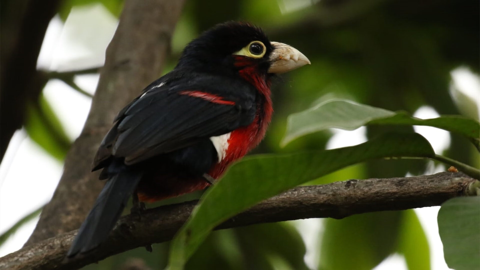 Milan Sports-中国男篮加强球员战术执行纪律，中国男篮战术打法