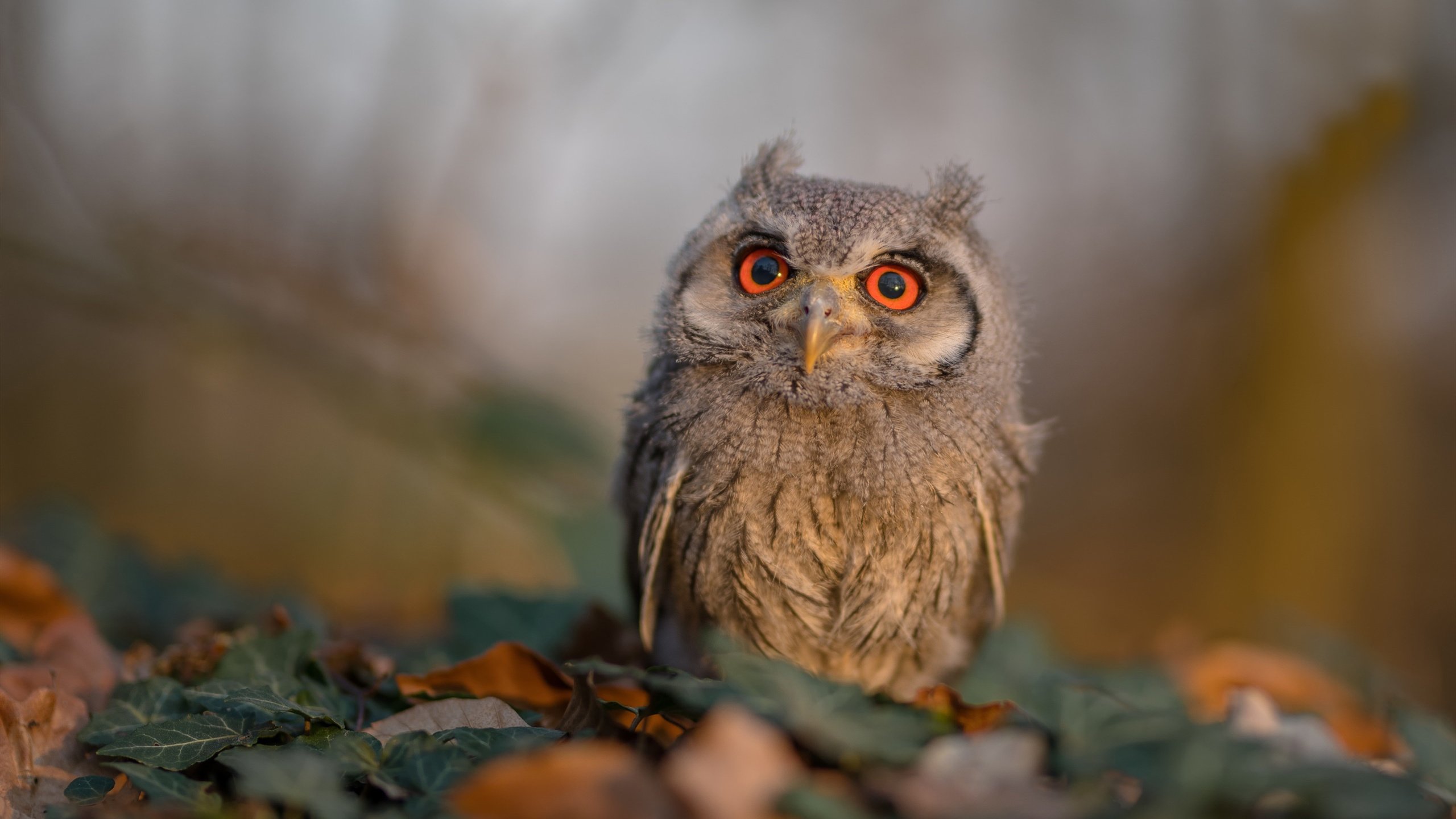 MILANSPORT入口-五大联赛是否通过反向组织传导打乱对手站位，五大联赛传控球队