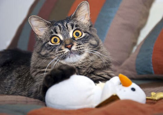 MILANSPORT入口-国家队备战计划缺乏长期规划，国家队备战计划缺乏长期规划的原因