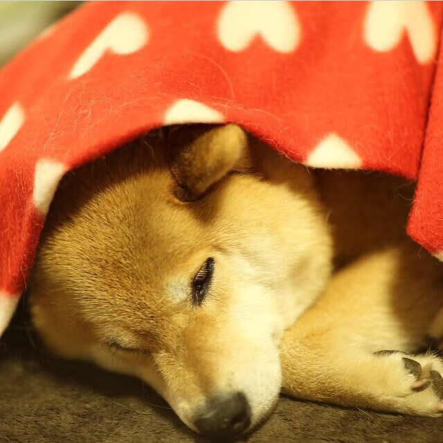 -教练跨项交流机制促进知识共享与创新，跨界跨项破格晋升教练员名单