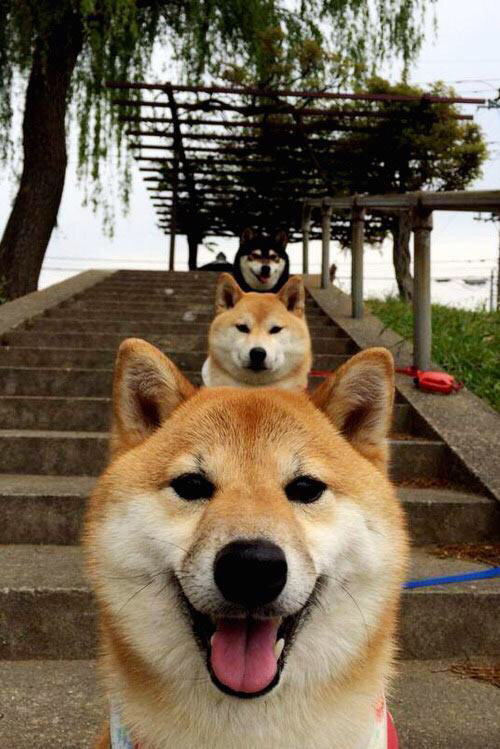 米兰体育-明星运动员公益行动广受好评，明星公益活动有哪些