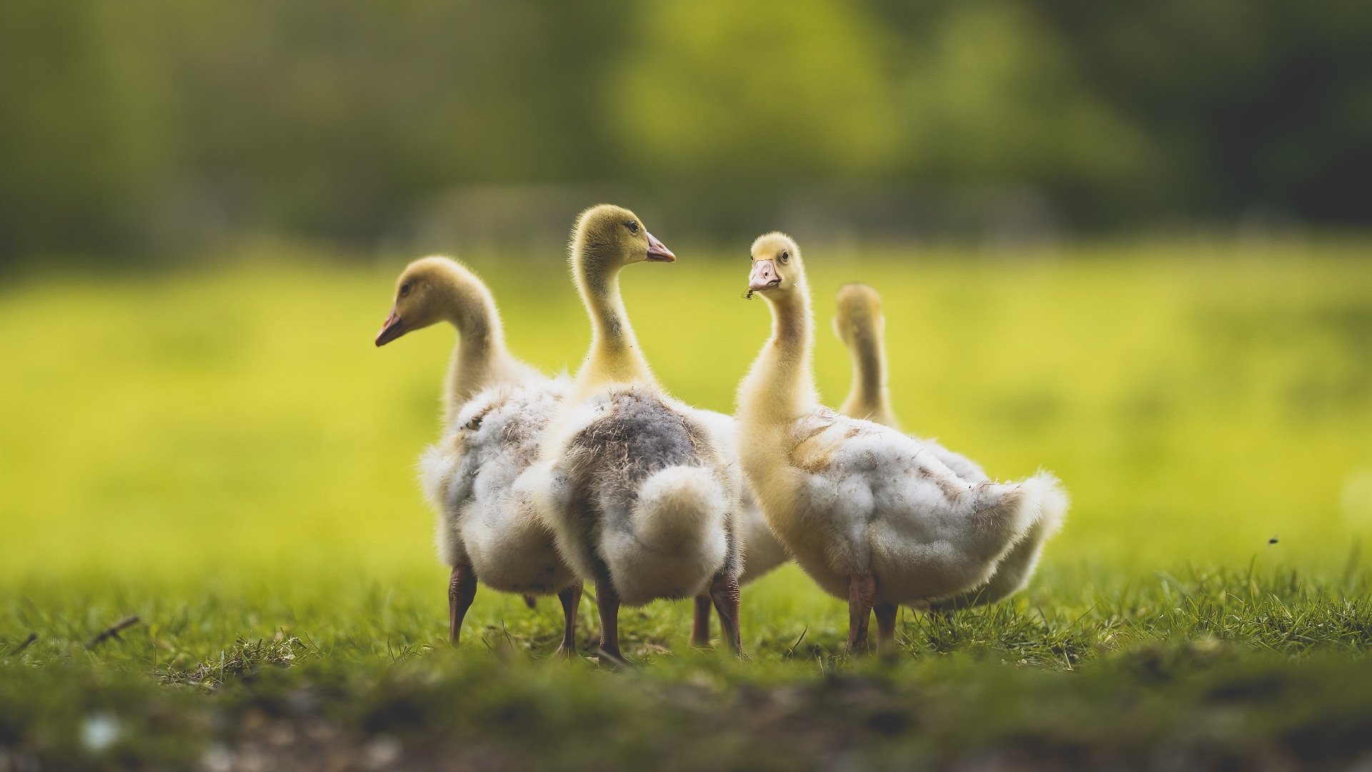 米兰体育-本土教练培养未建立“带教+观察”实战模型