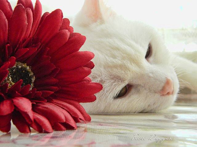 MILANSPORT下载-滑雪公开赛速度赛道项目竞争激烈，滑雪比赛赛道