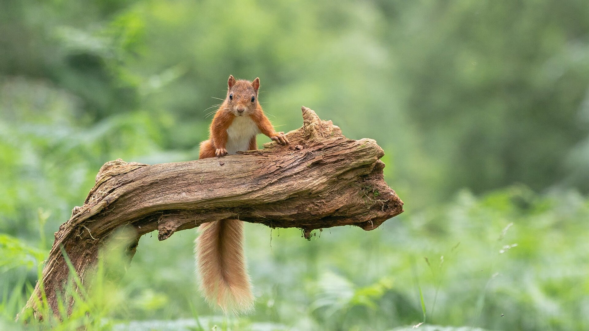 米兰登录入口-美国队在国际乒联混合团体世界杯中的精彩对抗与战术布局，美国乒乓球队名单
