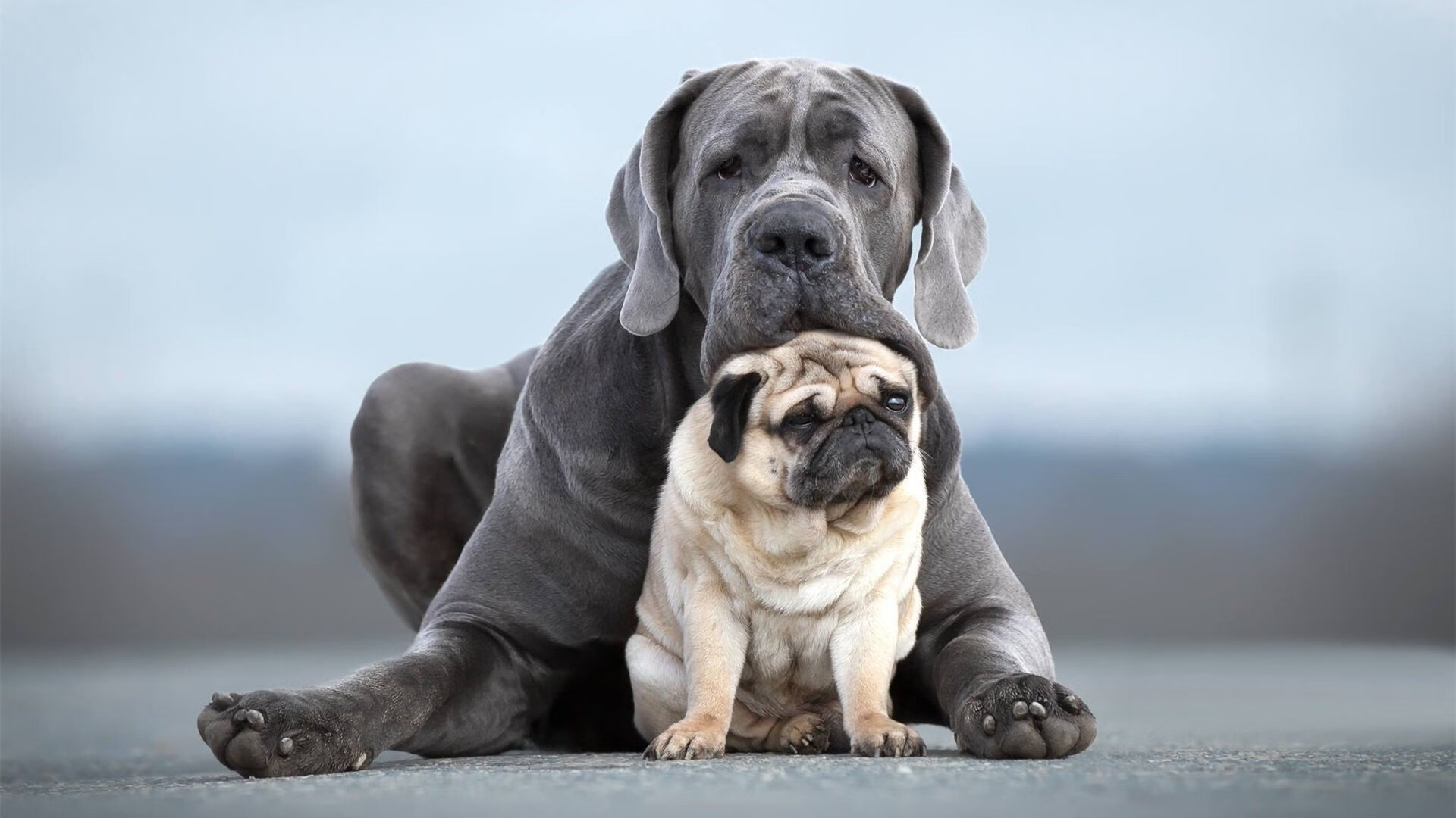 AC米兰-羽毛球赛引入现场分析技术辅助教练，羽毛球赛人员安排