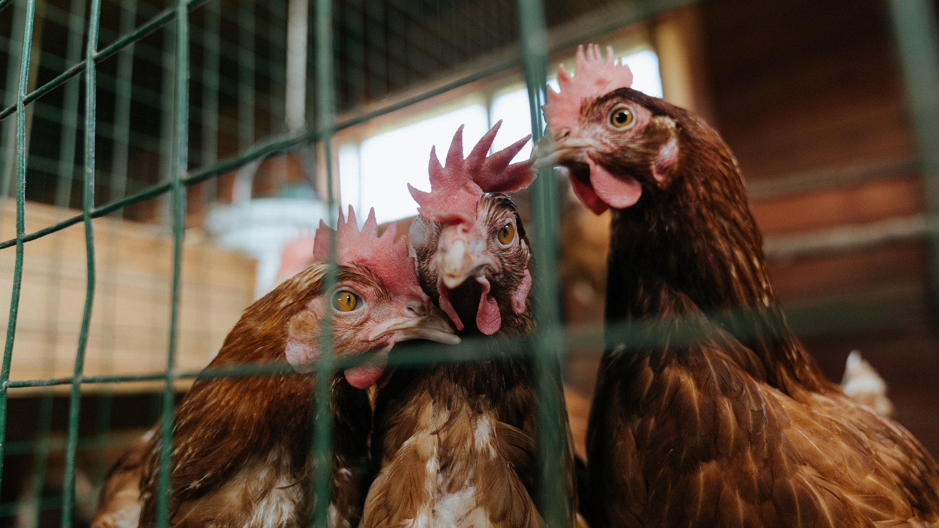 米兰体育APP-蝶泳节奏曲线变化：中国更线性，美国更波动，蝶泳动作解析