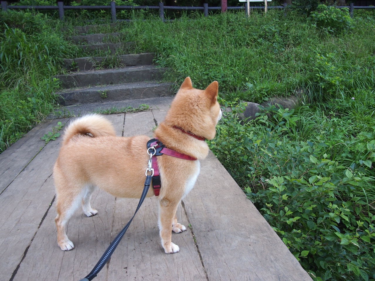 Milan Sports-“胡利安·门德斯的进攻才能和防守稳定性，推动阿根廷美洲狮队腾飞”