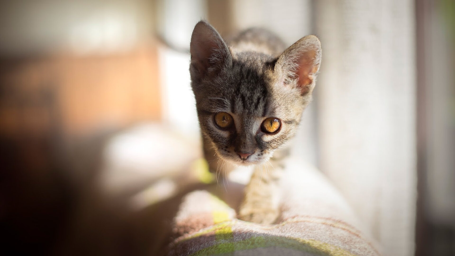 -丹·卡特：精准的罚球与点球为全黑队赢得决胜时刻，卡特丹奴