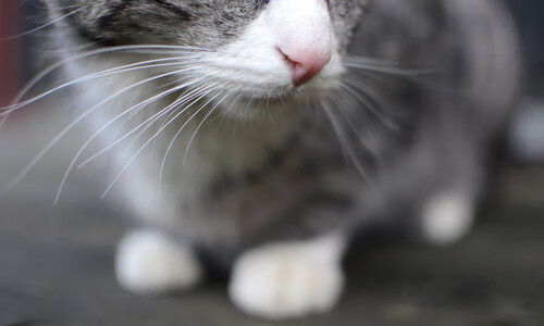 -丹·卡特：精准的罚球与点球为全黑队赢得决胜时刻，卡特丹奴