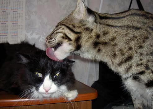 米兰登录入口-利物浦刷新纪录英超联赛，利物浦英超2021