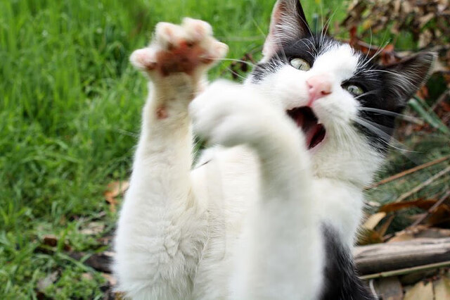 米兰体育官网-女子4×200米自由泳接力中国队突破自我，女子4×200米自由泳接力世界纪录是多少