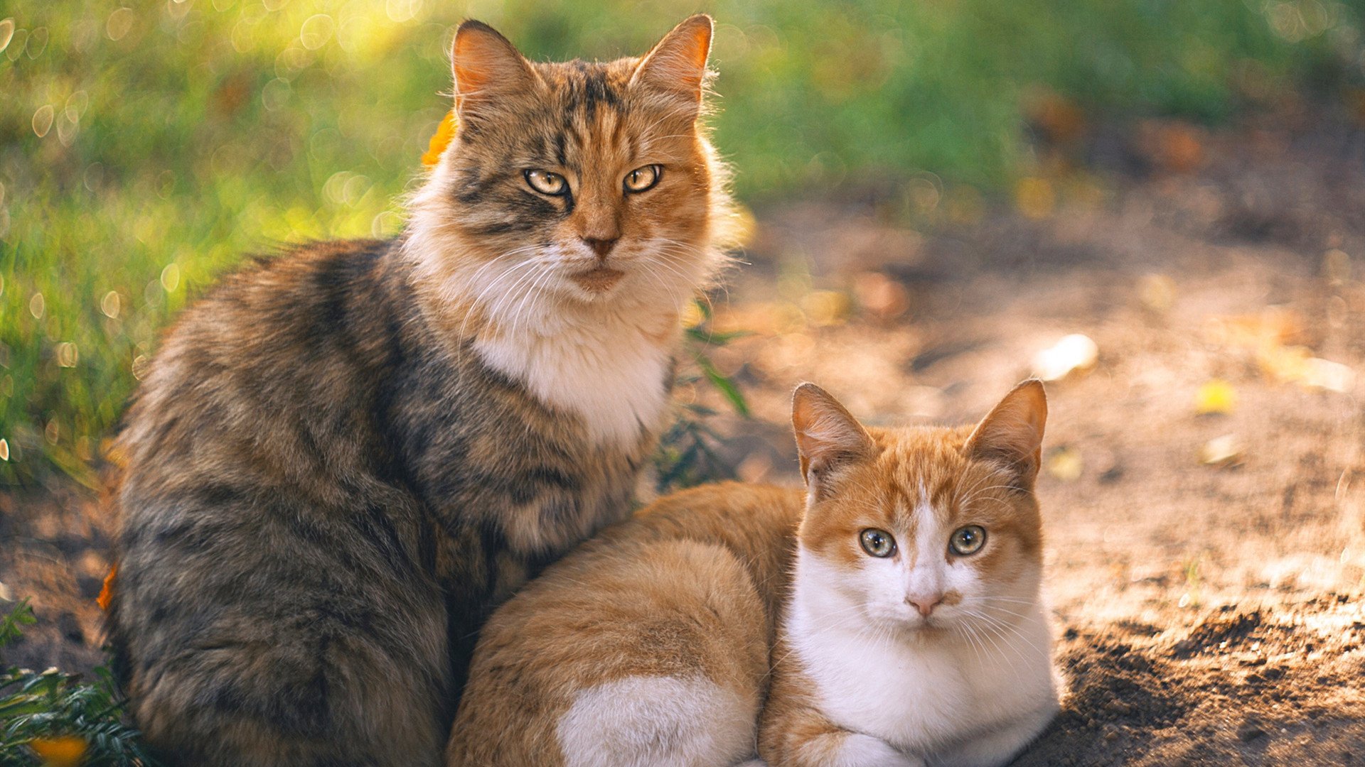 米兰体育官网-女子篮球训练强化对抗能力提高比赛竞争力,女子篮球训练计划项目