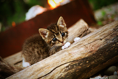 米兰体育官网-新西兰全黑队的比赛节奏由速度与精准推动，新西兰全黑队宣传视频