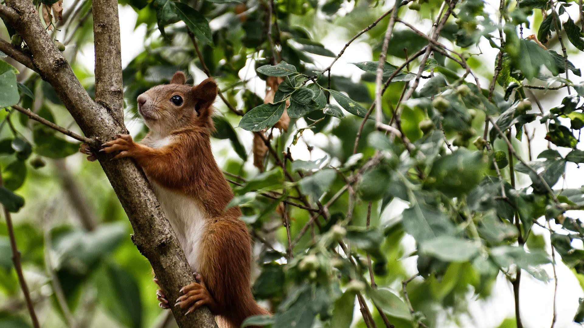 MILANSPORT入口-欧洲杯史诗逆转:永不放弃的足球精神,欧洲杯的魅力