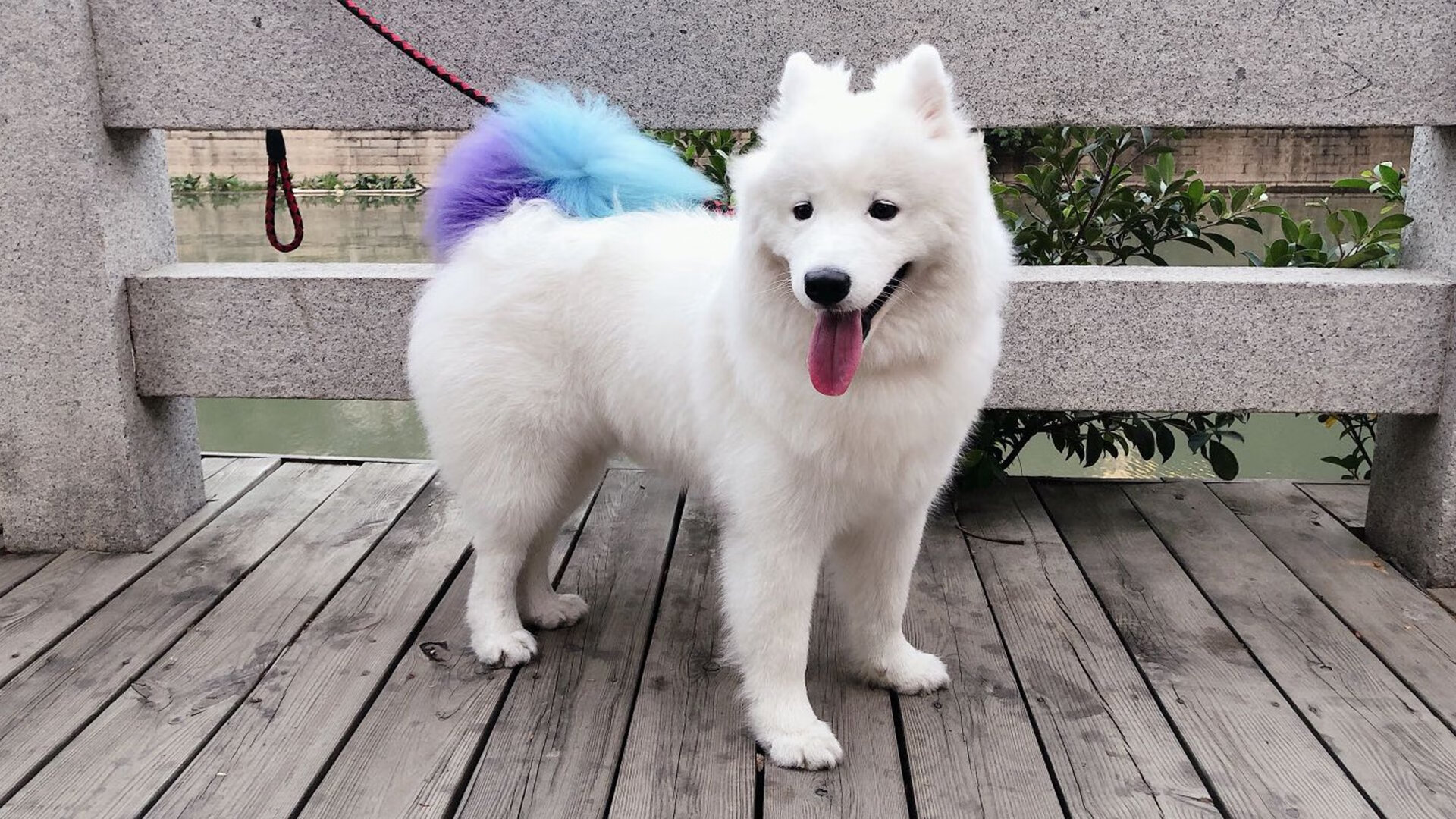 米兰体育官网-波波维奇用坚韧精神征服赛场挑战,波波维奇有多强