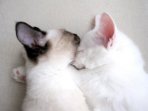 -火箭公布赛季日程强调关键对决场次，火箭队比赛赛程季后赛