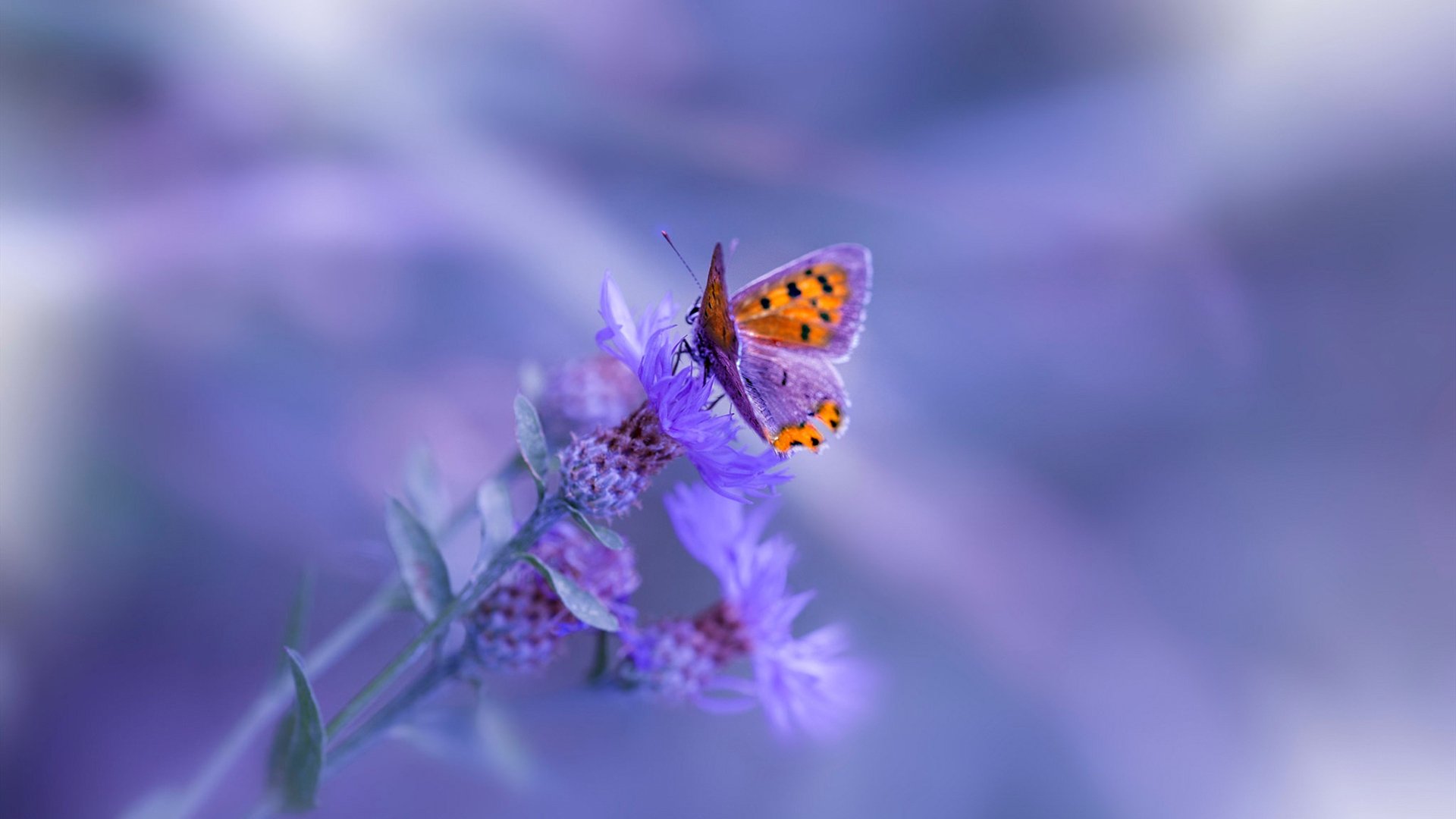 米兰体育官网-球员访谈分享成长故事展现坚韧拼搏背后的努力与坚持,篮球访谈