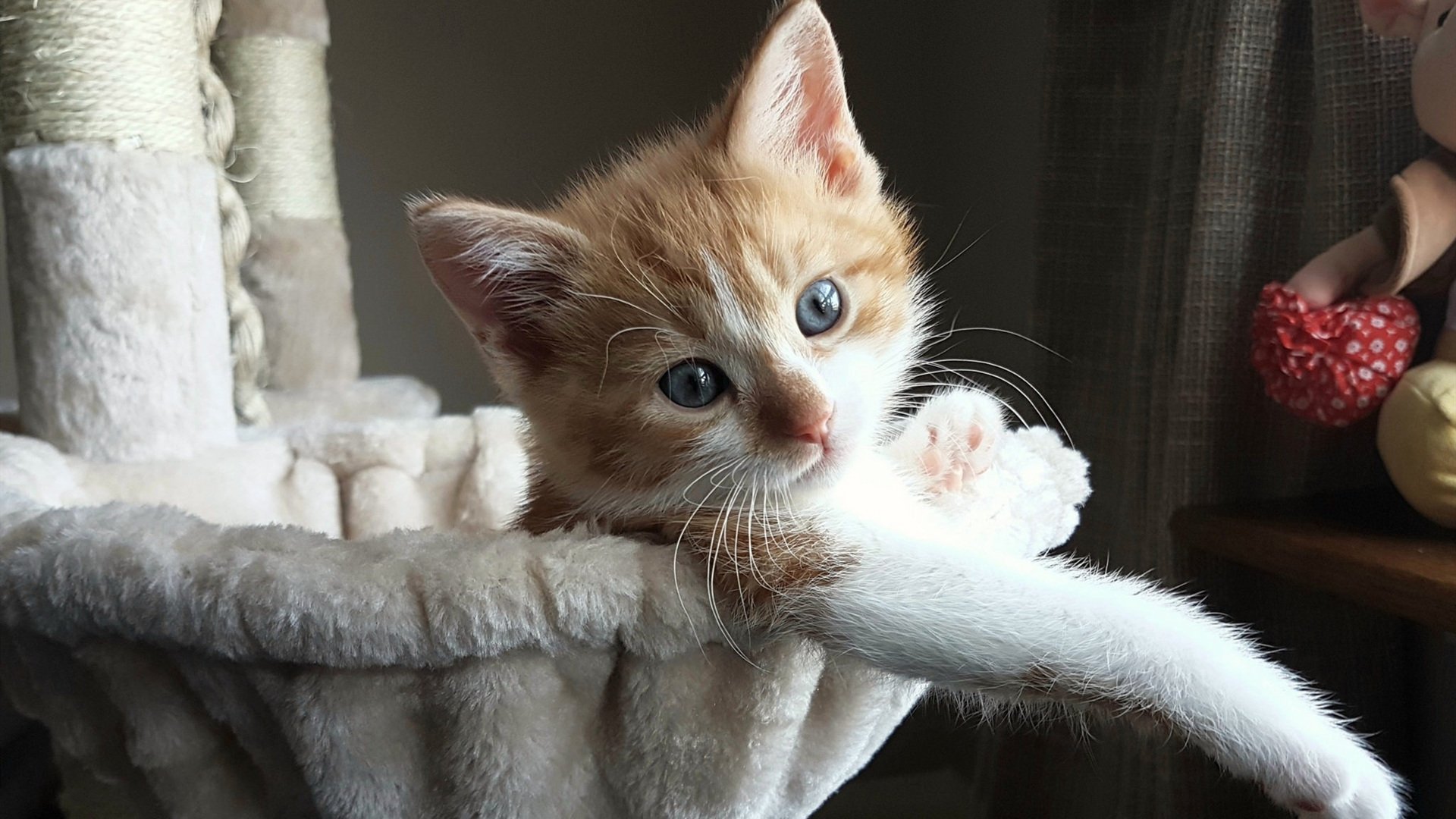 米兰登录入口-美洲杯明星演绎:炫技、拼搏、夺冠!,美洲杯巨星