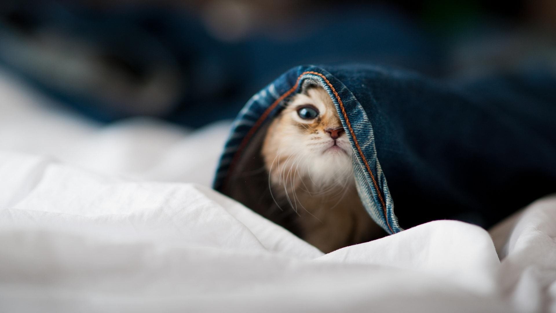 Milan Sports-蝶泳项目中立代表队A表现抢眼,蝶泳亚军