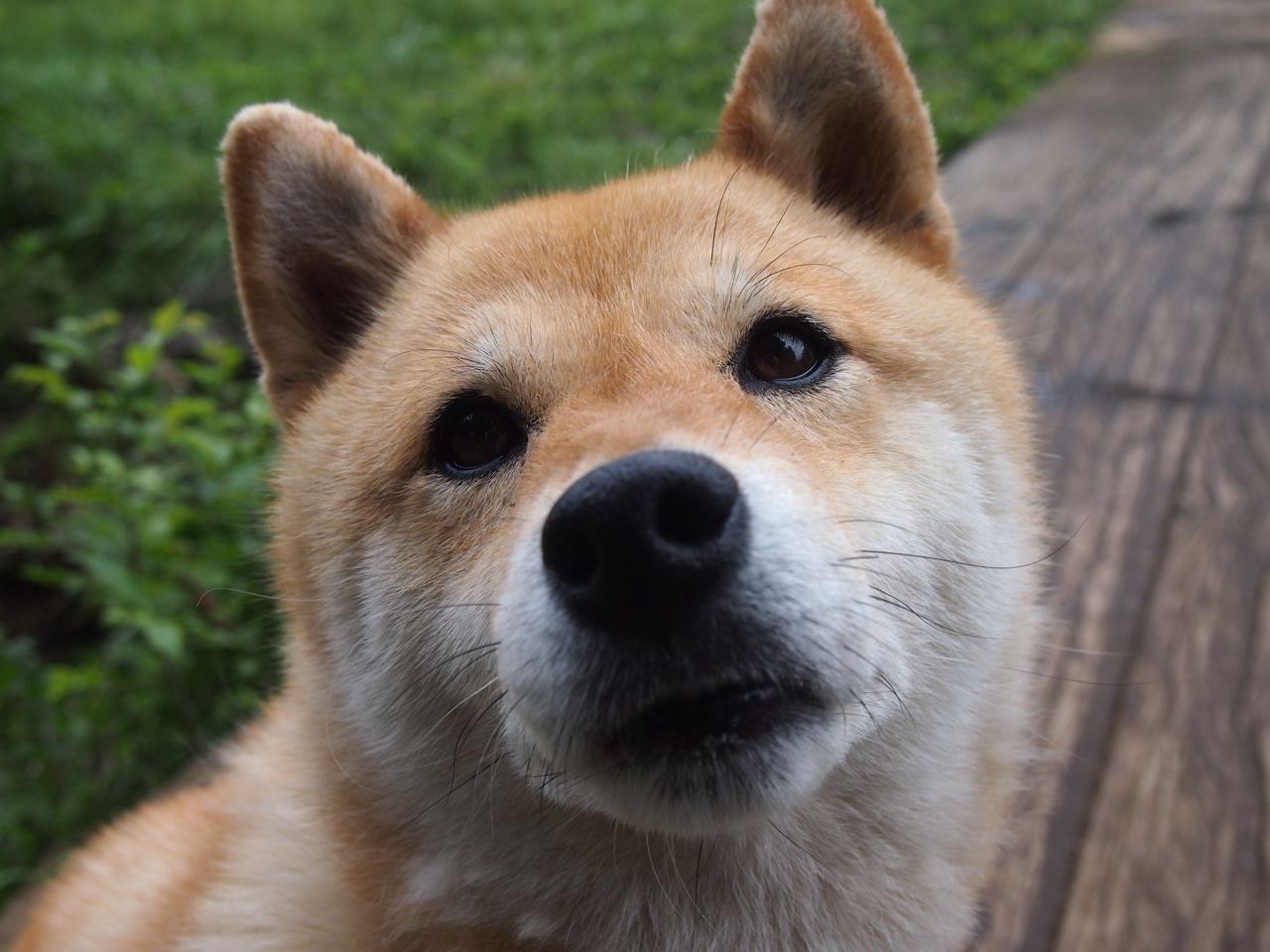 米兰登录入口-马修·图穆亚展现出极强的突破和传球能力，令袋鼠队攻防更具层次感