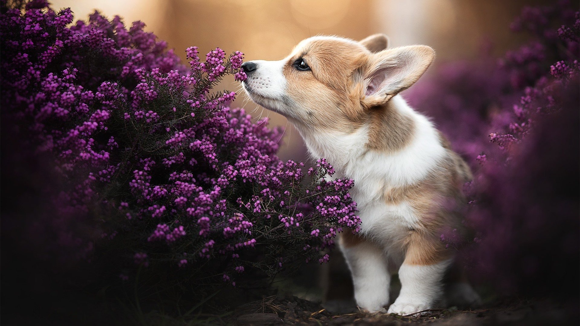 米兰登录入口-2024奥运会观众现场体验创历史记录，2024奥运会观众现场体验创历史记录怎么写