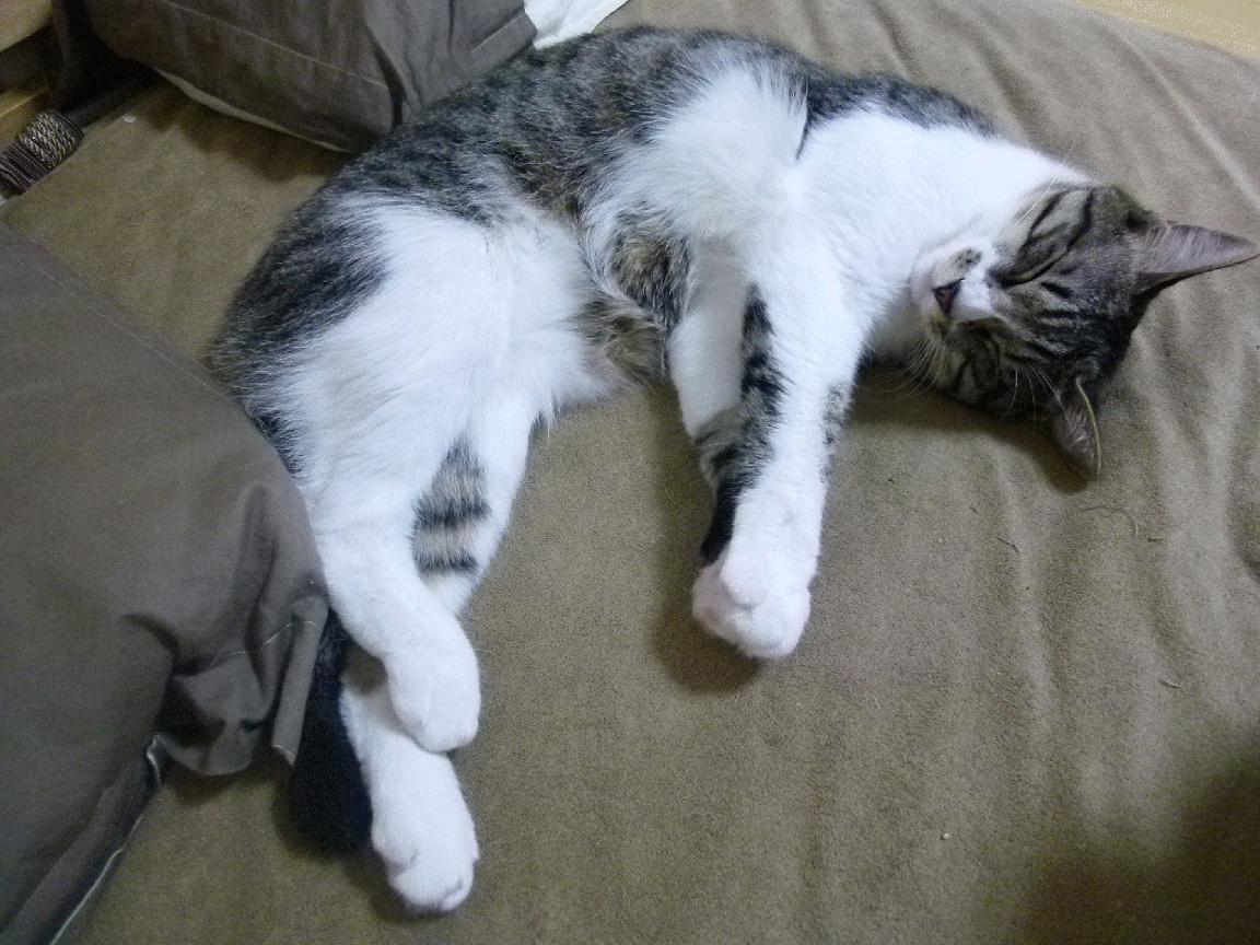 米兰体育官网-3球1助攻！法国17岁锋线新星横空出世，切尔西拜仁看中，法国主力前锋